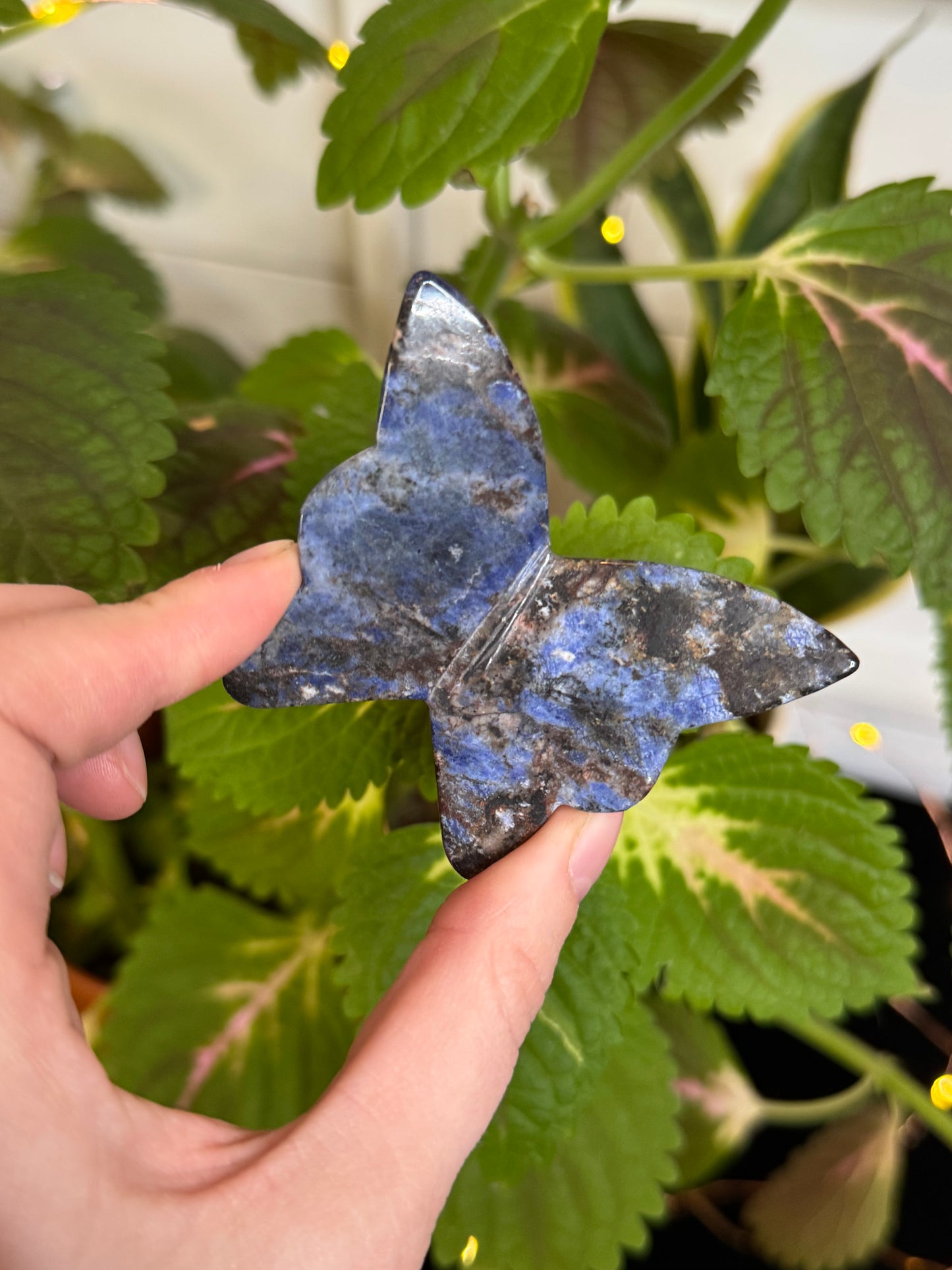 Sodalite 3D Butterfly