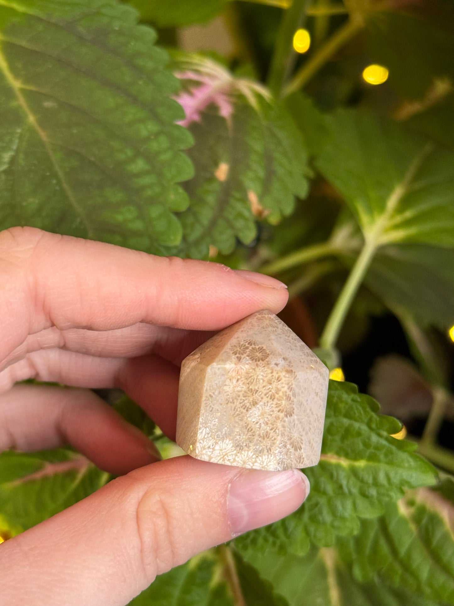 Fossilized Coral Mini Tower