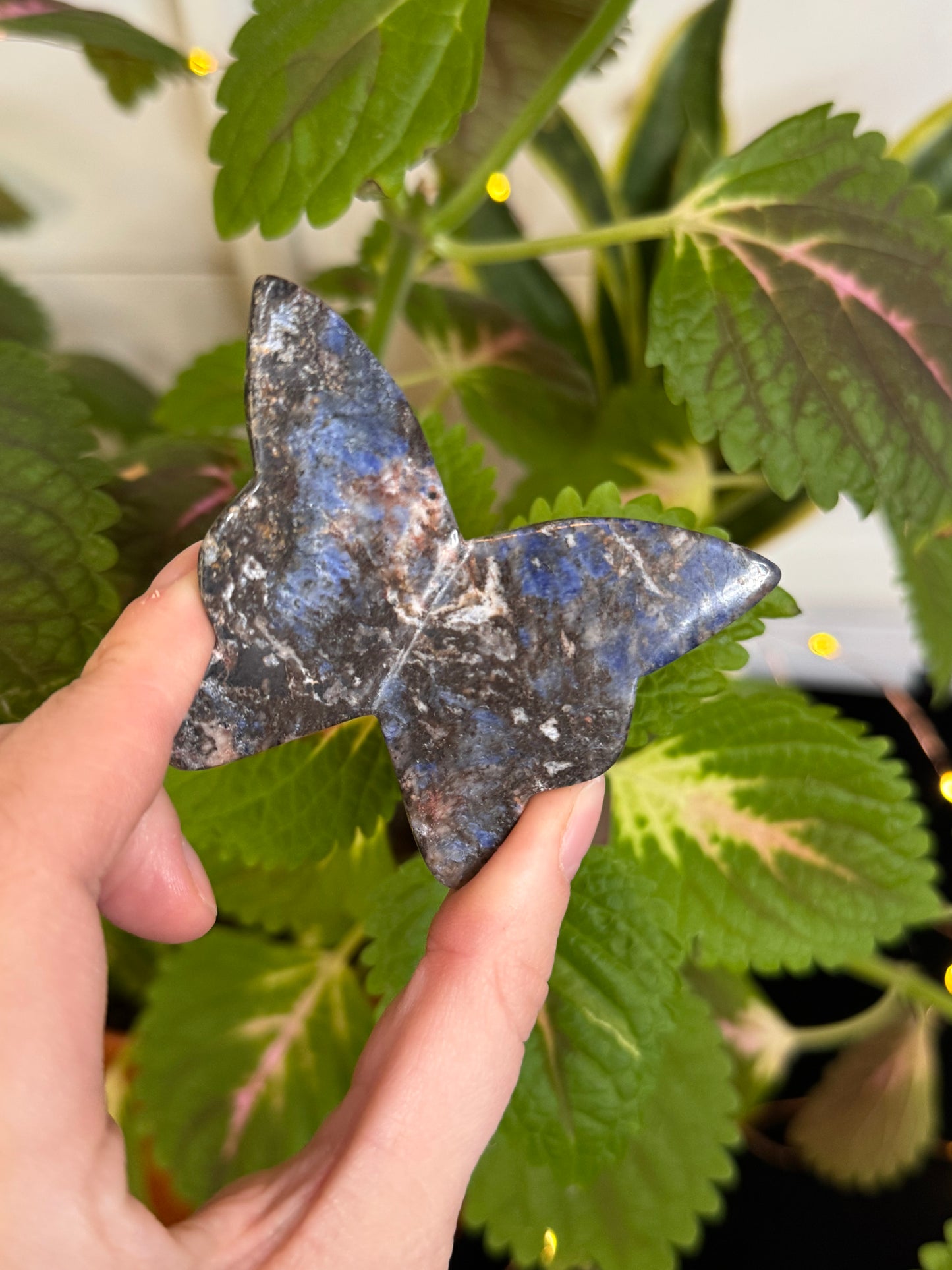 Sodalite 3D Butterfly