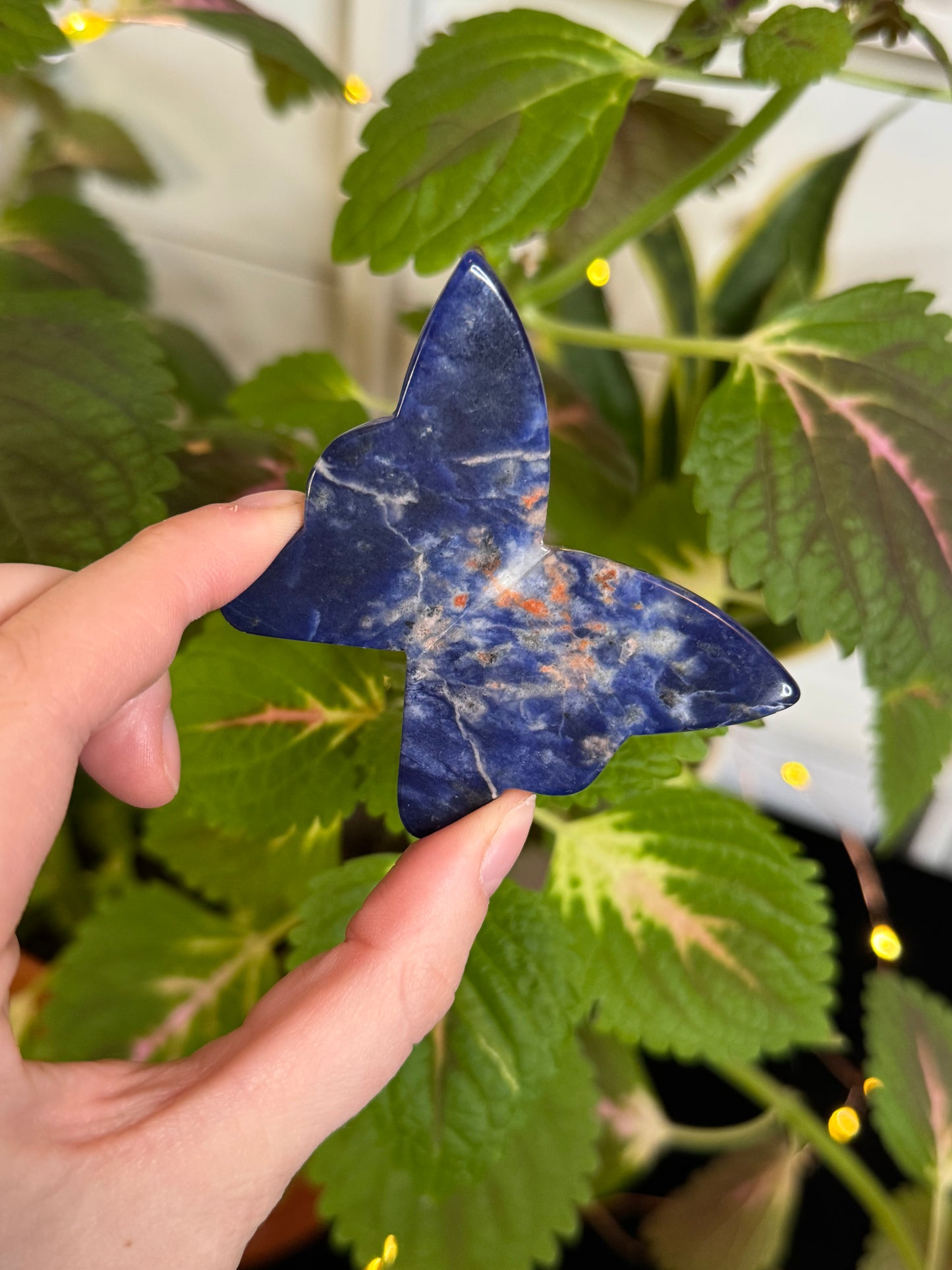 Sodalite 3D Butterfly