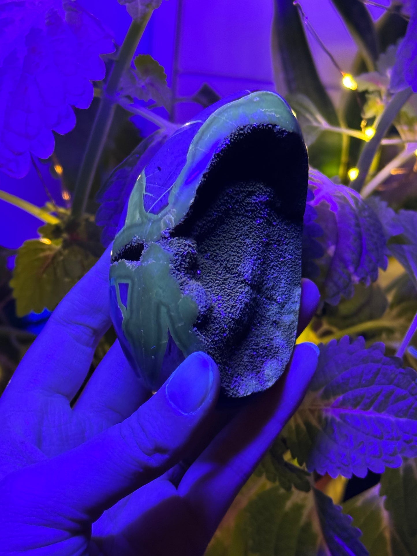 Septarian Dragon Egg D