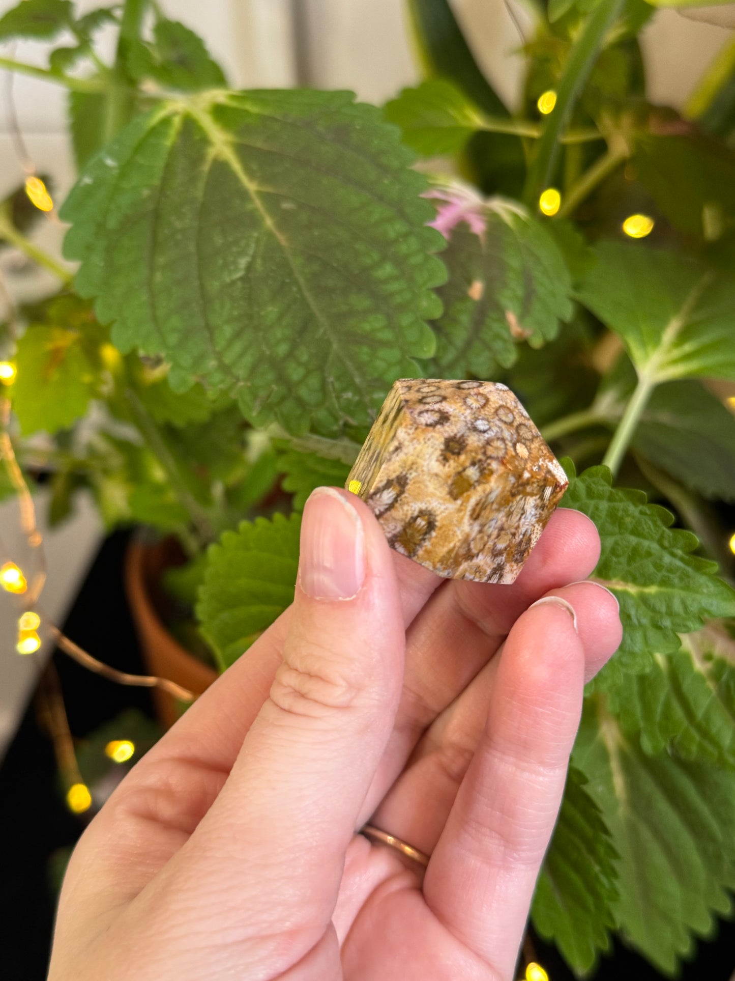 Fossilized Coral Mini Tower