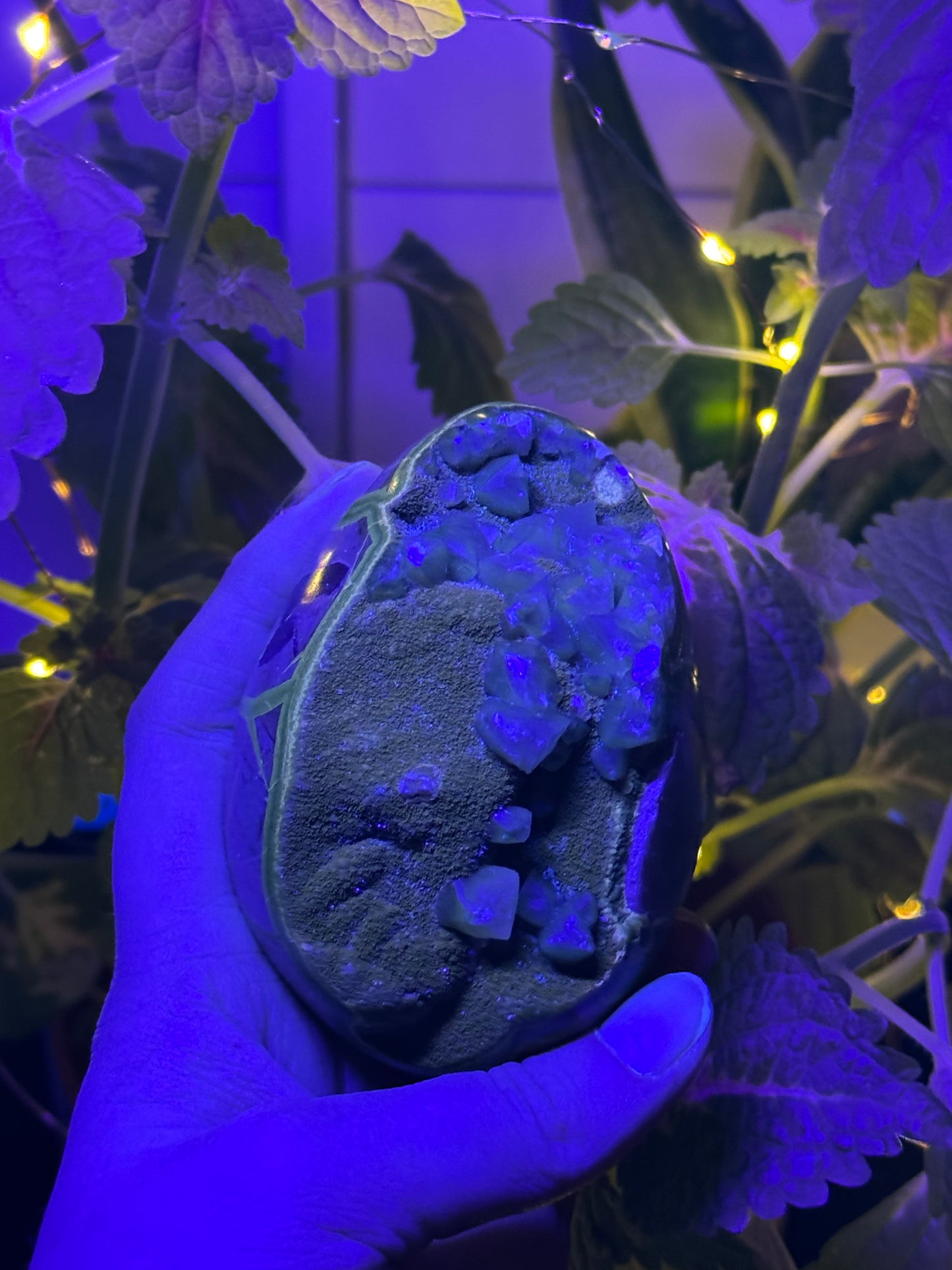 Septarian Dragon Egg B