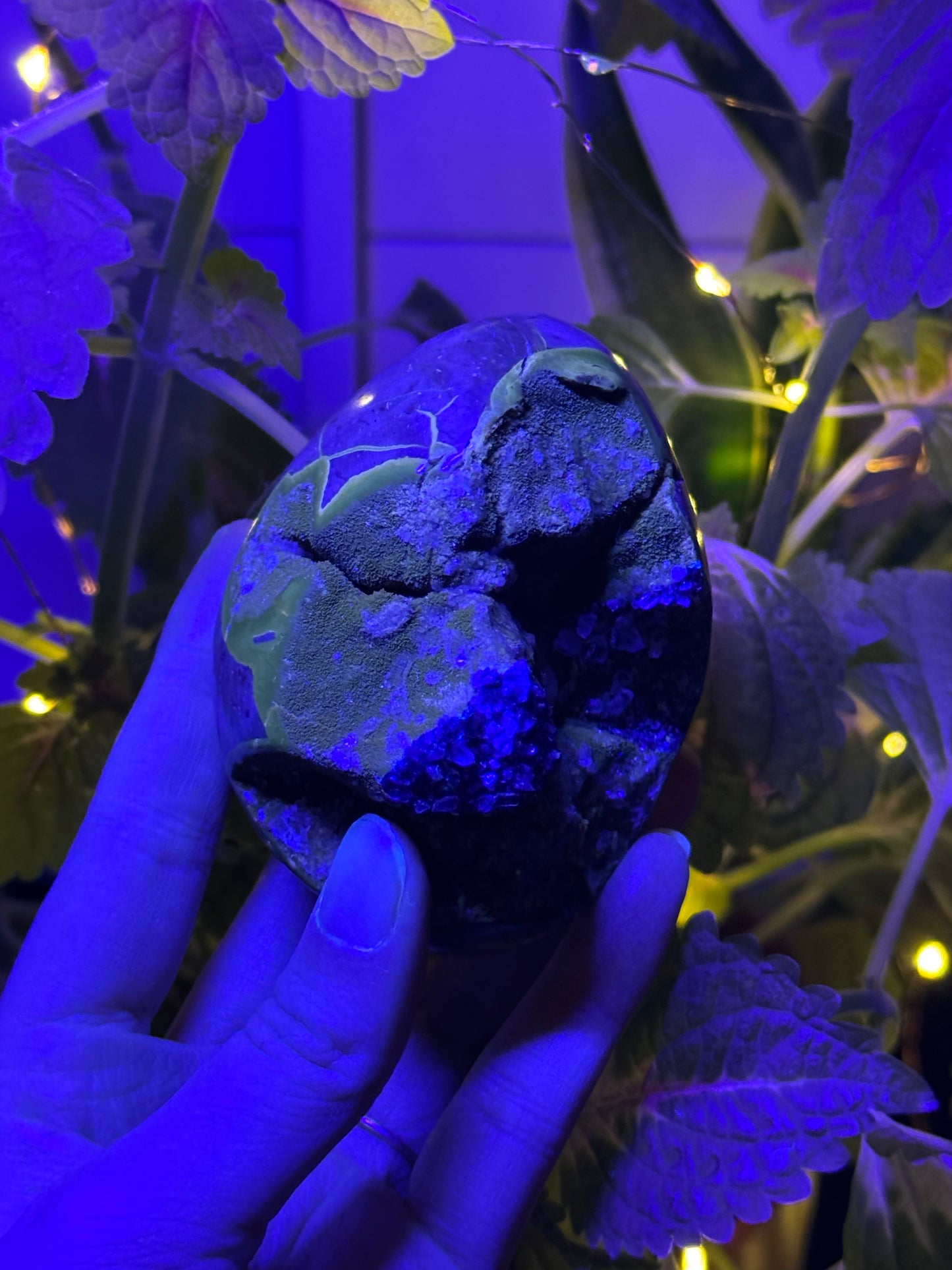 Septarian Dragon Egg C