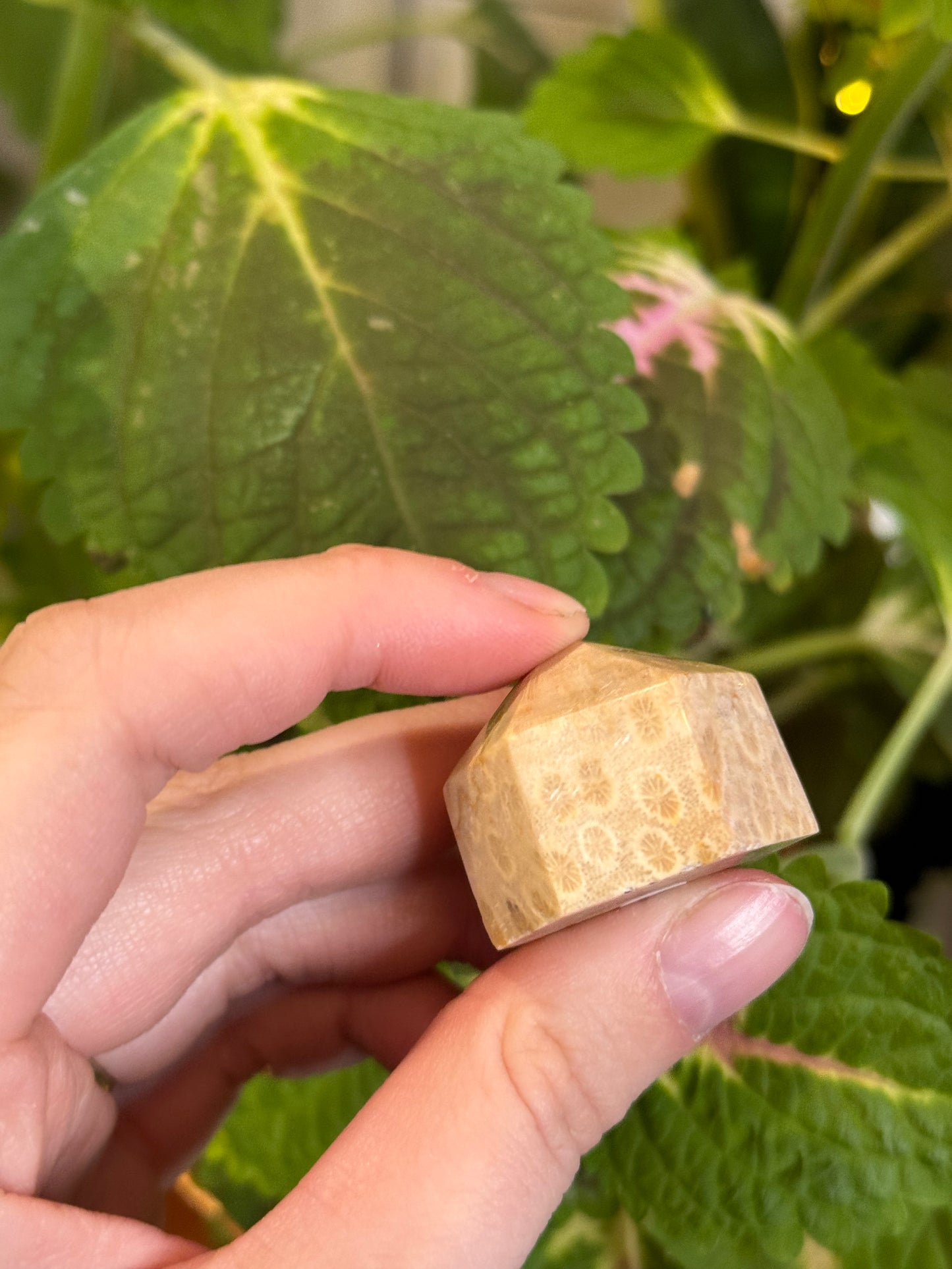 Fossilized Coral Mini Tower