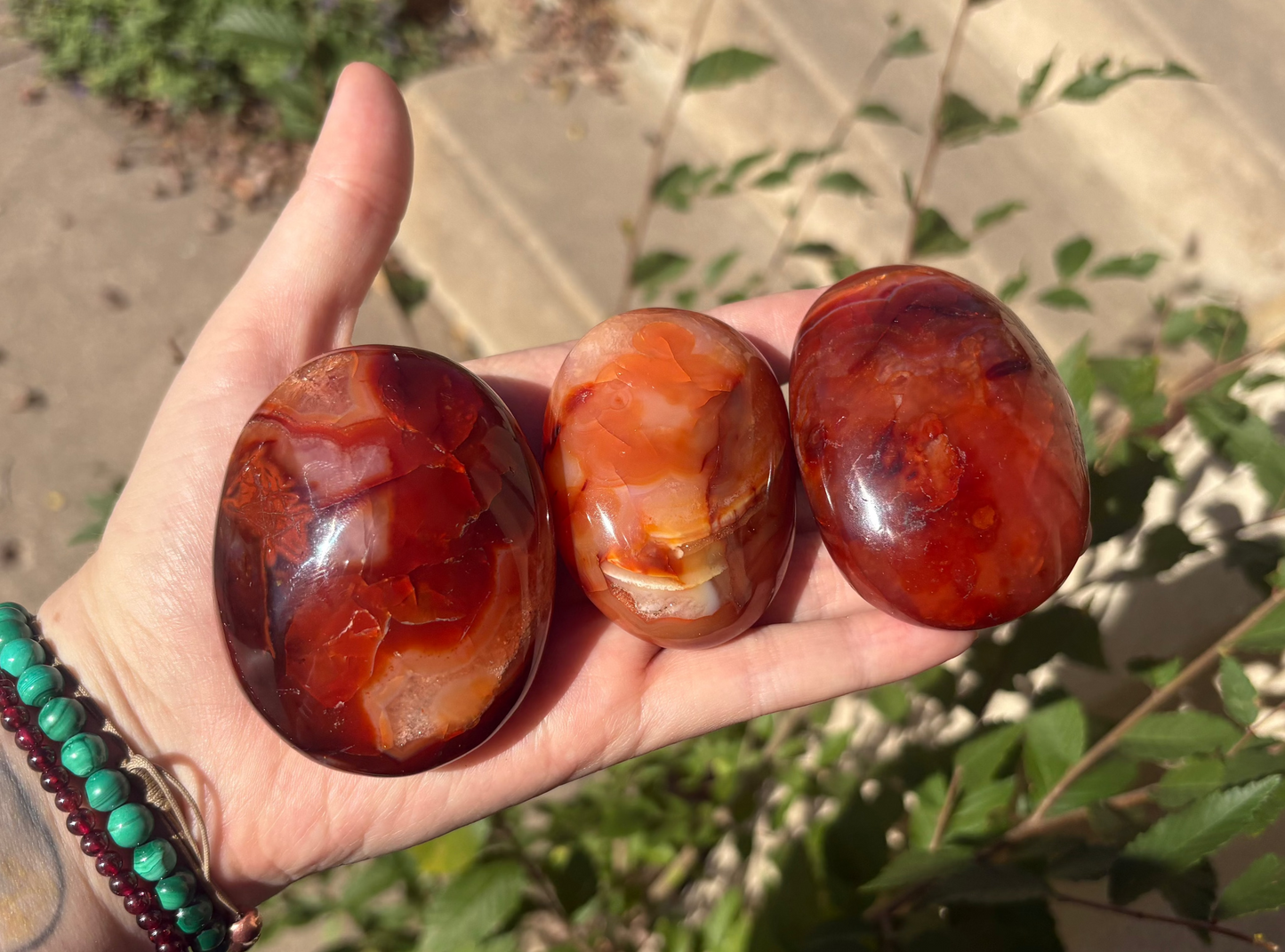 Carnelian Palm