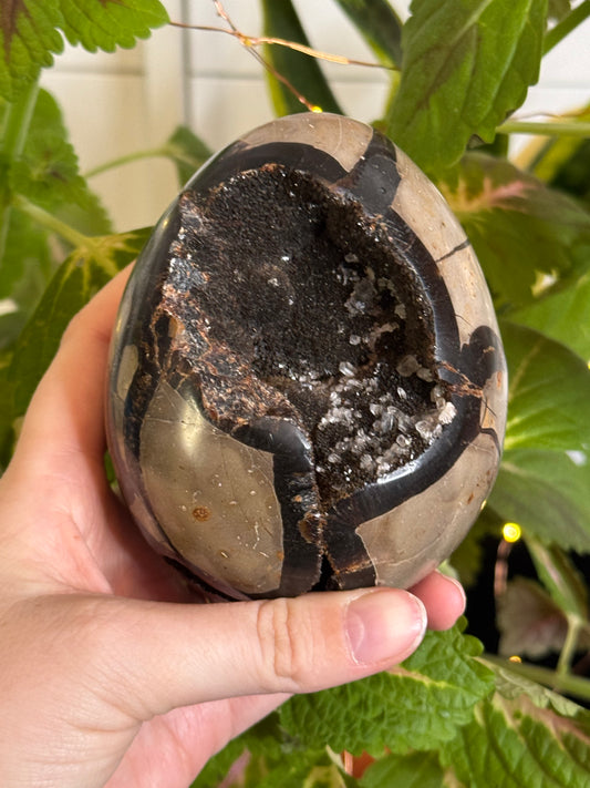 Septarian Dragon Egg A