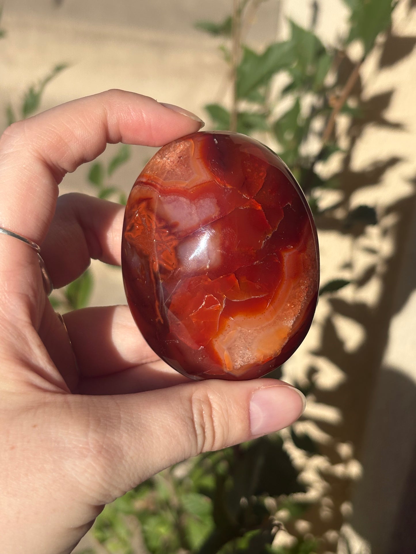 Carnelian Palm